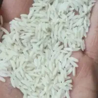 برنج طارم محلی،معطر،خوشپخت،خالص
