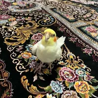 گمشده