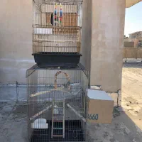 قفس پرنده