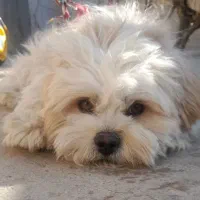 واگذاری سگ شیتزو واکسن خورده تربیت شده