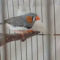 فنچ کینگ زبرا