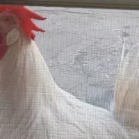 خروس جوان