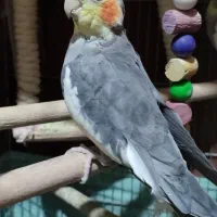 فروش عروس هلندی مولد