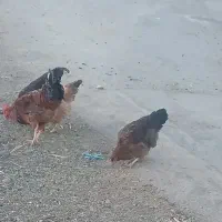 فروش ۱۰عددمرغ