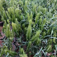 گل و گیاه کاکتوس وآپارتمانی|گل و گیاه طبیعی|محمدشهر, شهرک چمران|دیوار