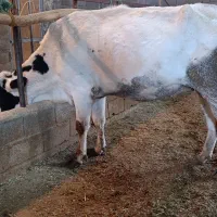 گاو هفت ماه آبستن