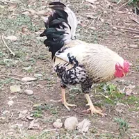 فروش خروس گلین|حیوانات مزرعه|شیرگاه, |دیوار