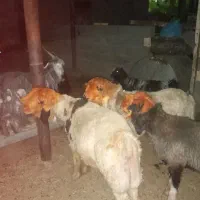 بره بختیاری|حیوانات مزرعه|شیراز, احمدآباد|دیوار