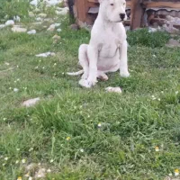 داگو آرژانتین