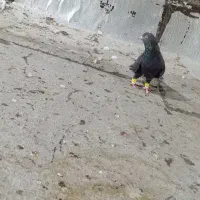 کله تاپ سیاه|پرنده|باوی, |دیوار