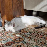 گربه ماده ۵ ماهه|گربه|پردیس, فاز ۳|دیوار