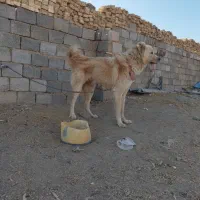 سگ قدرجونی|سگ|داران, |دیوار