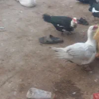 سلام اردک اسرایئلی 10عددبیشتر نرهستن