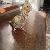 عروس هلندی مولد معاوضه با سهره