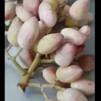 پسته چین
