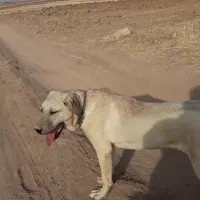 سگ پژدراصیل|سگ|کرمانشاه, |دیوار