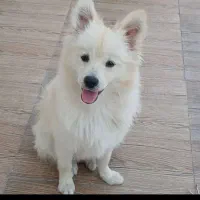 سگ گم کردم