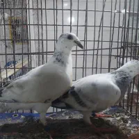 جوجه پلاکی