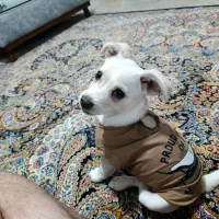 توله اشپیتز 5 ماهه سایز کوچک