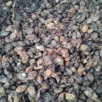 کشمش آفتابی بدون گوگرد یا مواد دیگه