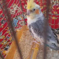 عروس هلندی|پرنده|زهک, |دیوار