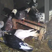 گورچین|پرنده|بستان آباد, |دیوار