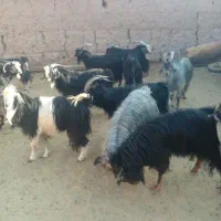 حیوانات مزرعه