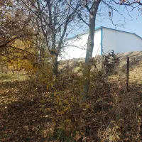 فروش ۱۵۰ درخت گردو