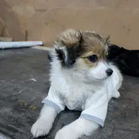 پامر اشپیتز ۴عدد همراه پدر مادر