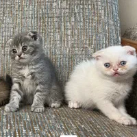 گربه اسکاتیش دوماهه