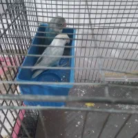 طوطی برزیلی