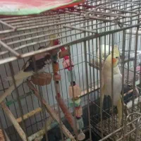 عروس هلندی مولد کار داده با تمام وسایل