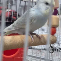 مرغ عشق سالم و سر حال