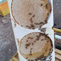 فروش عمده و جزئی عسل