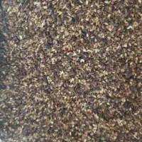 کنجد تمیز ودرجه یک