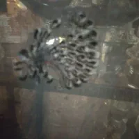 لباسهای مجلسی کوردی نو درحدنو|لباس|سنندج, |دیوار