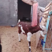 دوعددبز بایک بزاله فروشی|حیوانات مزرعه|فردوس (خراسان), |دیوار