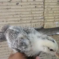 جوجه فروشی