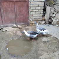 غاز محلی