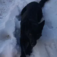 سگ ژرمن بلک