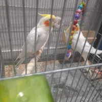 عروس هلندی لوتیتو جفت مولد|پرنده|تهران, مسگرآباد|دیوار