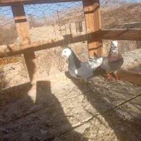 کفتر نروماده|پرنده|نیشابور, باغرود|دیوار