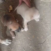 سگ خانگی|سگ|تهران, سازمان آب|دیوار