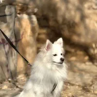 سگ پامرنین 1ساله