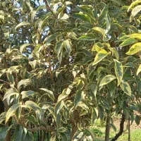 فروش ویژه یاس و لکسترون و مورت پیوندی|گل و گیاه طبیعی|شیرود, |دیوار