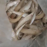 ماهی حواسیم بلا خحکک