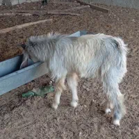 پازن کهره. ن‌ر