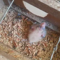 ۲عدد عروس هلندی