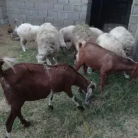 گوسفند فروشی