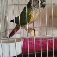 جفت گرینچیک